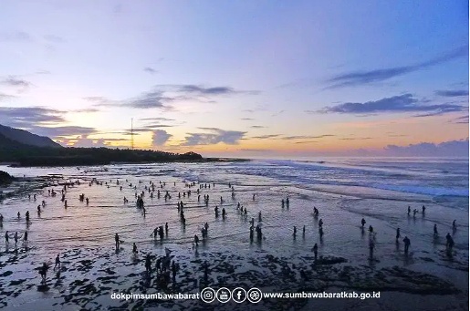 Viral,,,,!!! Di Sumbawa Barat, Cacing Laut (Nyale) Dimakan Mentah-Mentah.