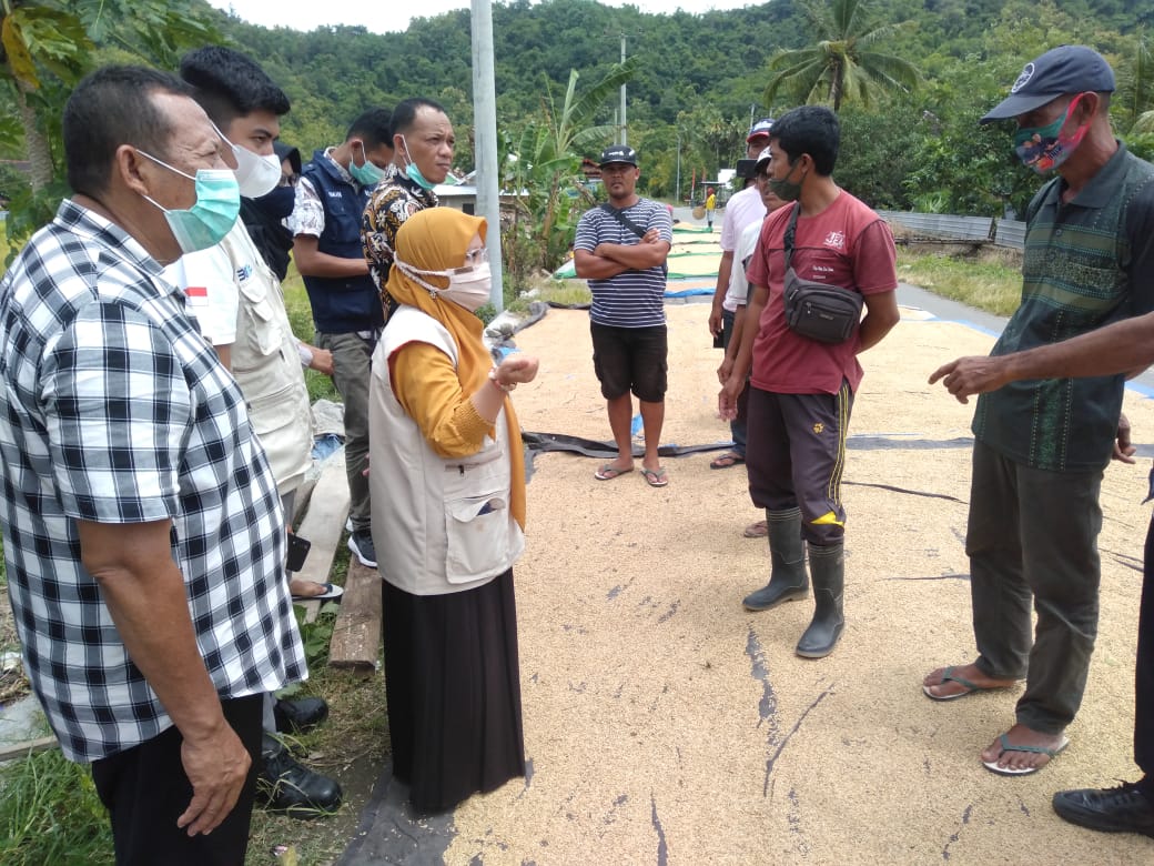 Harga Gabah Sempat Anjlok, Distan KSB Kunjungi Petani Di Dua Desa