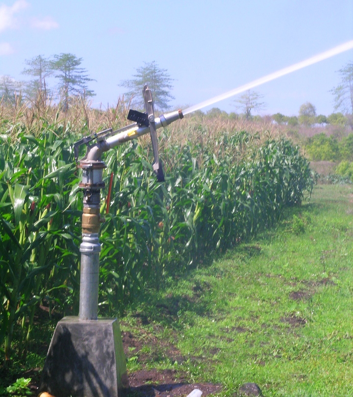 Riset Pengembangan PETANI LKIK Solusi Selamatkan Petani Jagung KSB