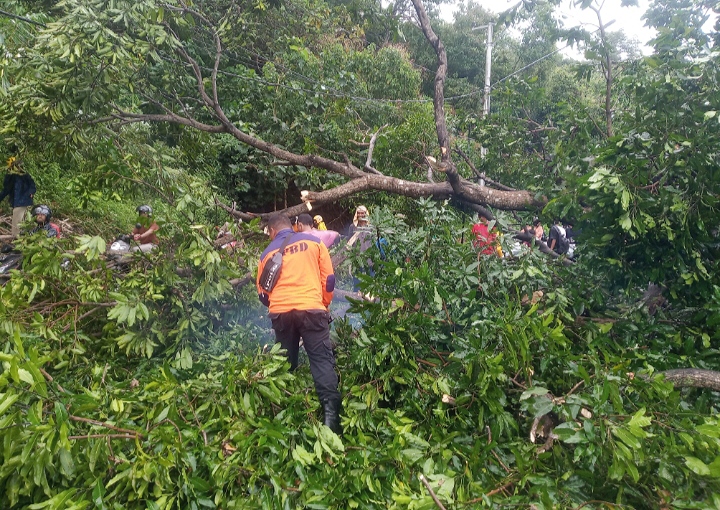 Akibat Pohon Tumbang, Kemacetan Panjang Terjadi di Jalan Lintas Taliwang-Sumbawa