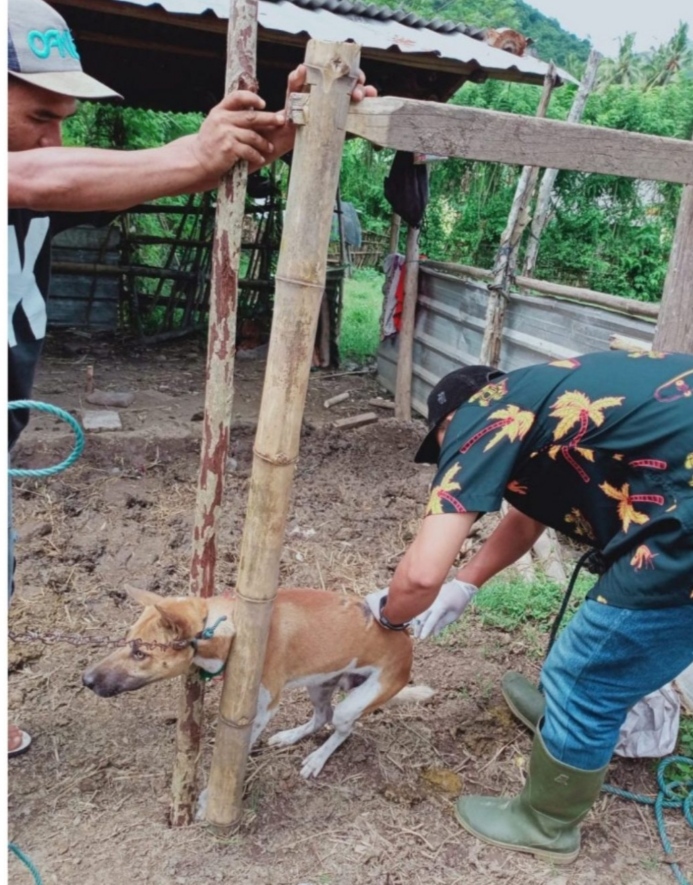 Distan KSB Terus Lakukan Vaksinasi Untuk Redam Penyakit Anjing Gila