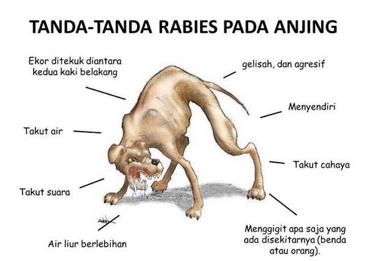 Cegah Rabies, Tim Kasira Lakukan Sosialisasi Di Kelurahan Kuang