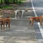 Kontrol Populasi Anjing Liar Masih Digencarkan Oleh Dinas Pertanian KSB