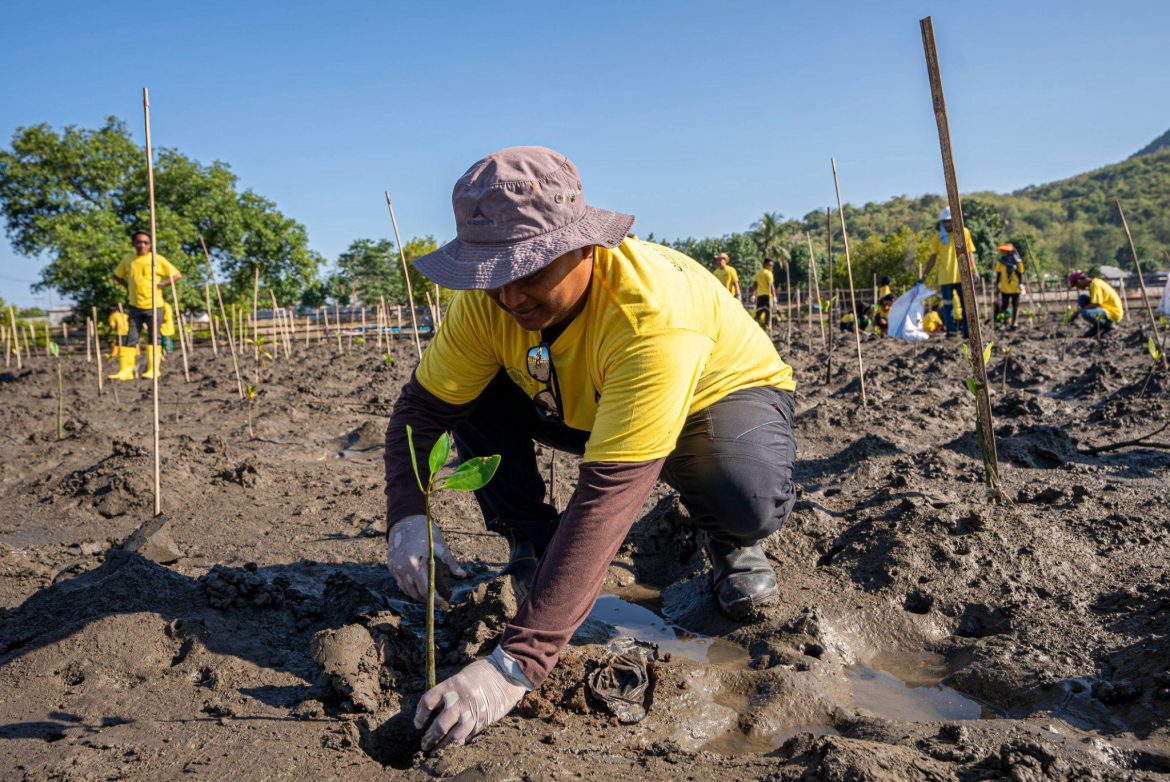 AMMAN Tanam Mangrove Hijaukan Pesisir Sumbawa Barat