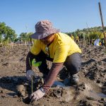 AMMAN Tanam Mangrove Hijaukan Pesisir Sumbawa Barat